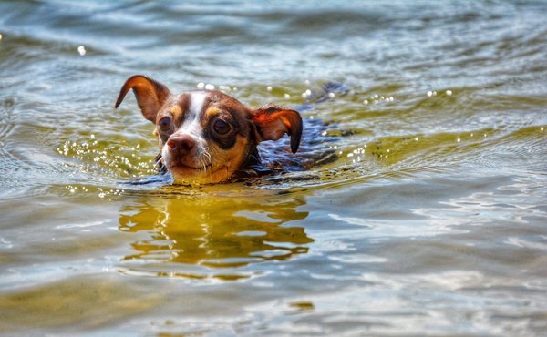 Quels sont les meilleurs livres de cuisine végétarienne pour les débutants en cuisine saine ?
